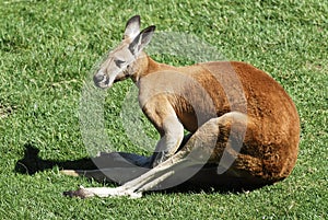 Lengthened kangaroo photo