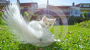 LENS FLARE: Adorable white furred kitten playing with a long stalk of grass.
