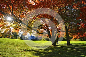 Lens flare with autumn leaf colour in the public park