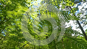 LENS FLARE: Bright sun rays shine on a beautiful fern swaying in the breeze.