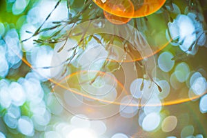 lens flare effect, rainbow reflection, green leaf background. soft focus