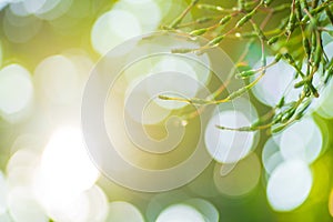 Lens flare effect, rainbow reflection, green leaf background. soft focus