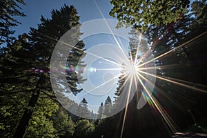 Lens flare effects with sunburst on black background photo