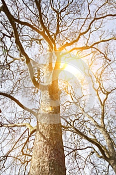 Lens Flare with Empty Tree