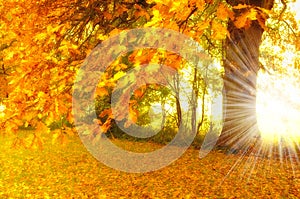 Lens flare, forest and trees with sunshine, environment and eco friendly with growth or plants. Empty, autumn or fresh