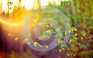 Lens flare nature green