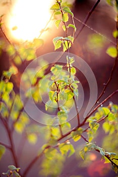 Lens flare nature green