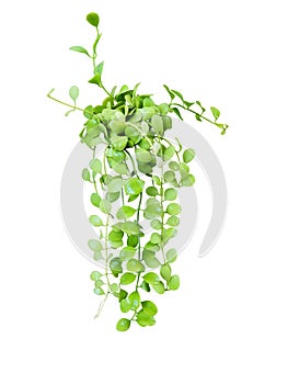Lens-shaped leaves of button orchid (Dischidia nummularia) or String of Nickles isolated on white background.