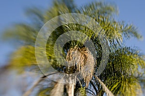 Lensbaby Palm Tree