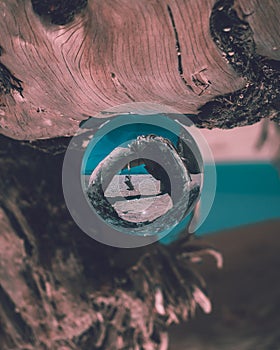 A lensball as the subject sitting on a driftwood at the beach