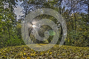 Lensflare on a forest path