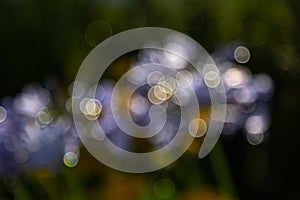 lensflares, blurred bokeh lights with a dark background for webdesign, backgrounds, compositions and overlays