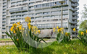 Lent lilies in front of a typical housing block of the 60ies in Zurich, Switzerland