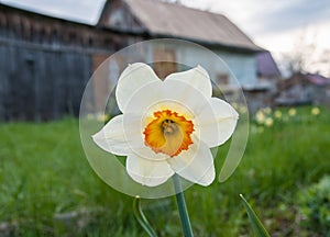 Lent lily flower