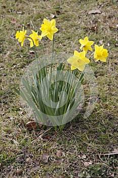 Lent lily photo