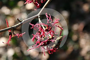 Lentebode: toverhazelaar / hamamelis witch hazel flowering in volle bloei