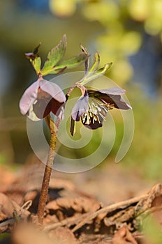 Lenten hellebore blooming in spring sunshine