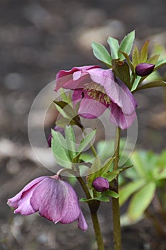 Lenten hellebore flowers