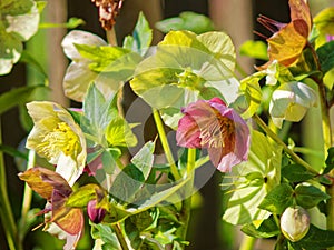 Lenten Hellebores flowering in sunlight, spring season nature