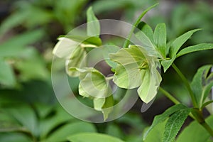 Lenten Rose