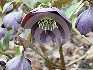 Lenten rose