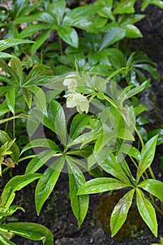 Lenten rose