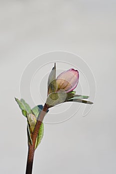 Lenten rose