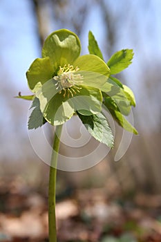 Lenten rose