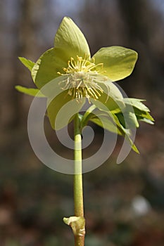 Lenten rose photo