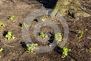 Lenten Rose  839802