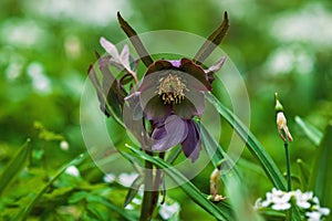 Lenten rose - blooming forest wildflower