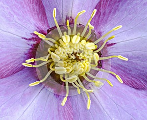 Lenten rose blossom