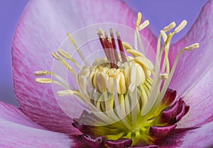 Lenten rose blossom