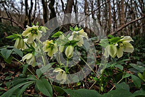 Lenten rose on Caucasus