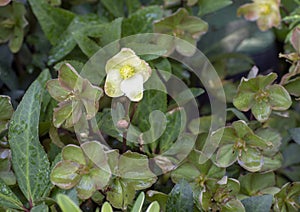 Lenten Rose, Dallas Arboretum and Botanical Garden