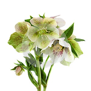 Lenten rose flower closeup Hellebore flowers with leaves isolated on white backgroun