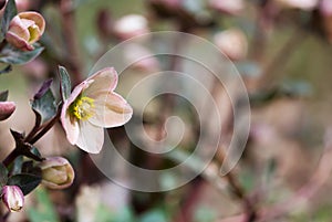 Lenten Rose Flower In Springtime