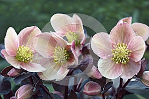 Lenten rose flowers