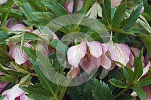 Lenten rose flowers