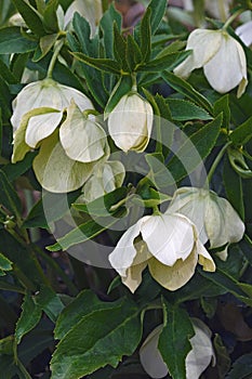 Lenten rose flowers