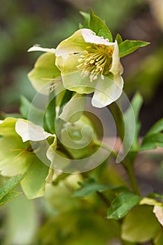 Lenten rose or hellebore flower closeup