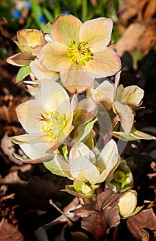 Lenten Rose (Hellebore orientalis) Rises from Ground Clutter