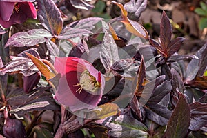 Lenten rose Helleborus x hybridus Burgundy flower and leaves