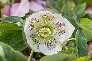 Lenten rose Helleborus x hybridus purple blotched white flower