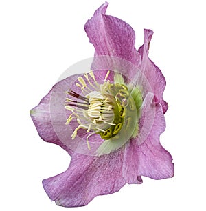 Lenten rose Helleborus x hybridus saucer-shaped flower, no background