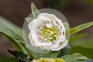 Lenten rose (Helleborus orientalis) blooming in the garden