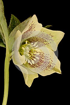 Lenten Rose (Helleborus orientalis). Flower Closeup