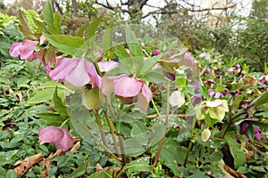 Lenten rose Helleborus orientalis flowering in a garden