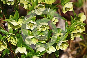 Lenten rose, or Helleborus orientalis flowers in a garden