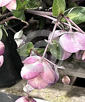 Lenten Rose, Helleborus orientalis, Garden perennial